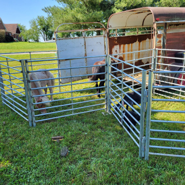 Traveling Petting Farm