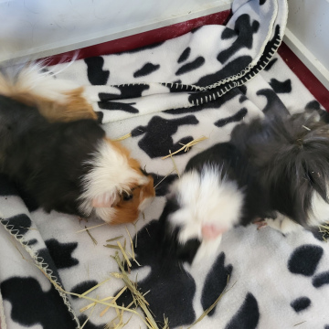 One hour with a Guinea Pig