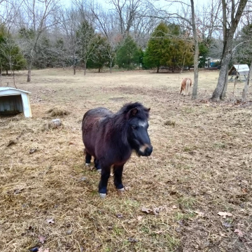 Extra hour with a Horse