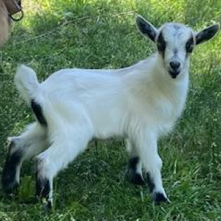 Extra hour with a Goat